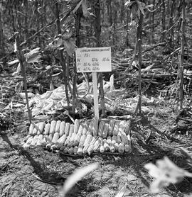 Inauguração do Projeto Oswaldo Aranha em Alegrete