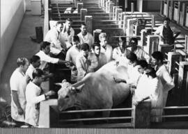 Aula prática no Hospital Veterinário