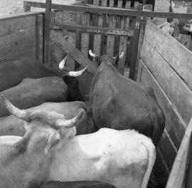 Levantamento Fotográfico de Matadouros para Pesquisa de Veterinária